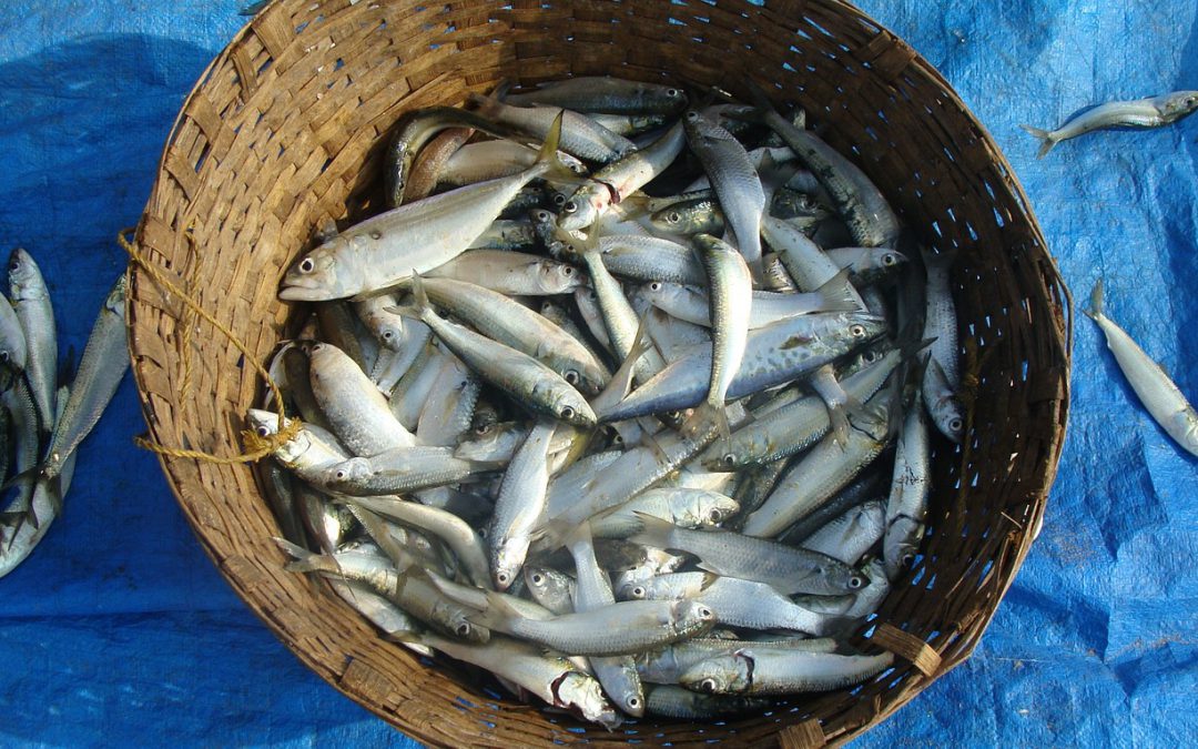 Ψάρια και θαλασσινά: ωφέλιμα ή επικίνδυνα;
