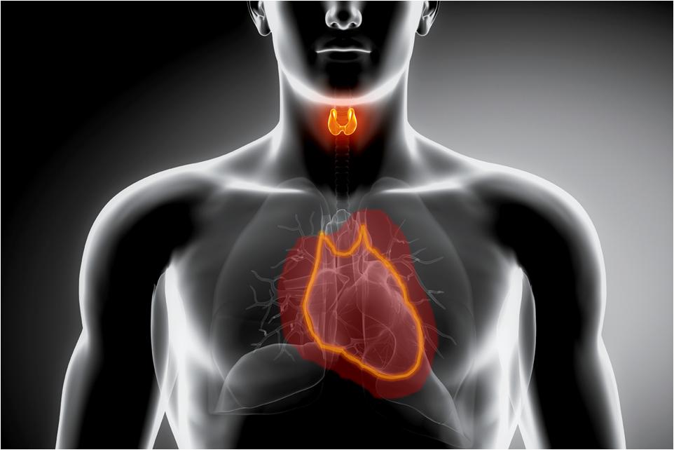 Παθήσεις του θυρεοειδούς και καρδιαγγειακή υγεία
